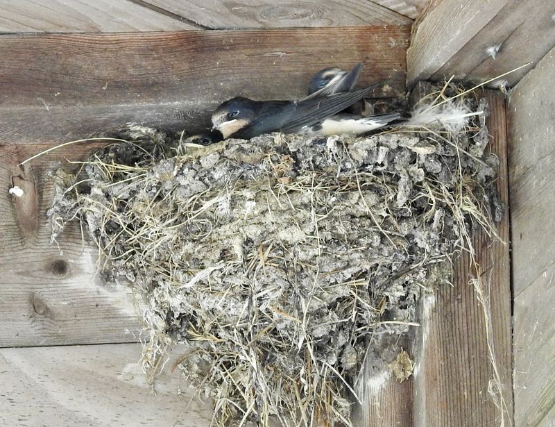 Barn swallows Ottenby. .jpeg