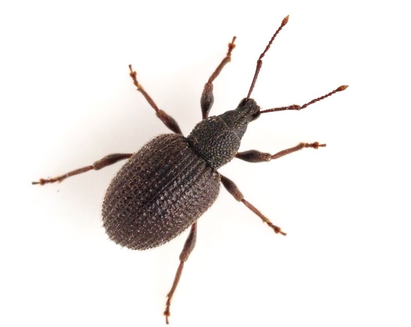 ngsronvivel, Otiorhynchus rugosostriatus. jpeg