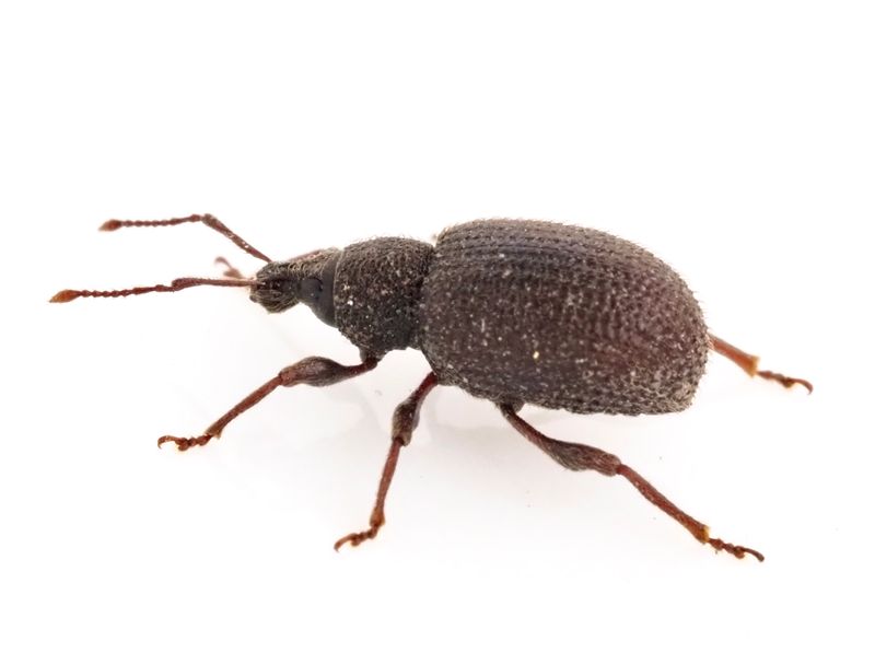 ngsronvivel, Otiorhynchus rugosostriatus. .jpeg