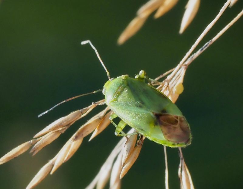 Closterotomus norwegicus. .jpeg