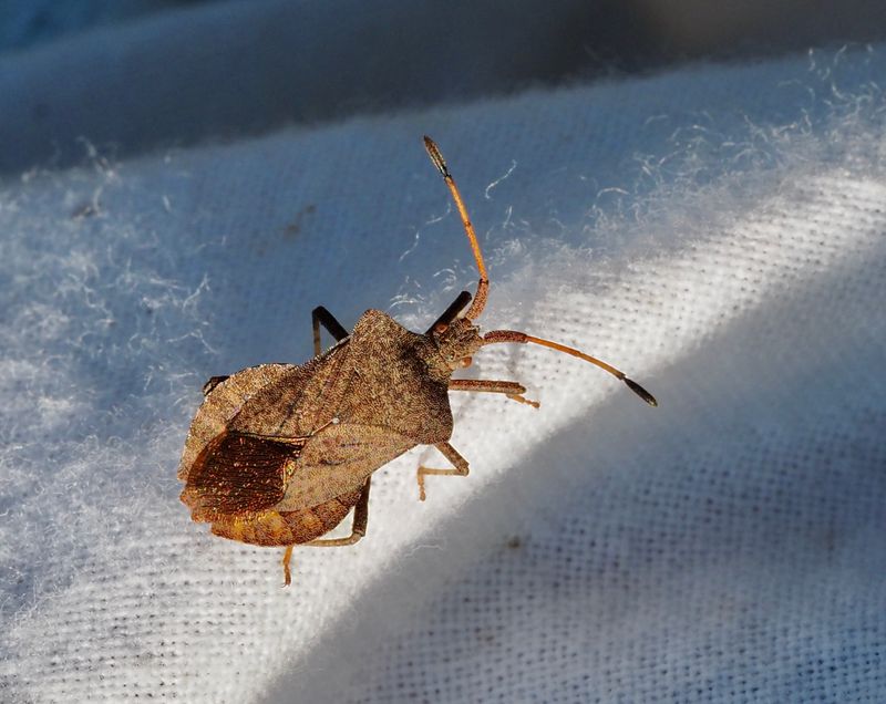 Coreus marginatus. jpeg