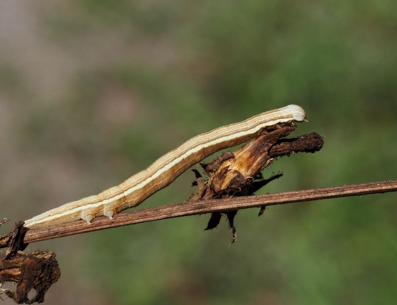 Vitfläckad glansfly. jpeg