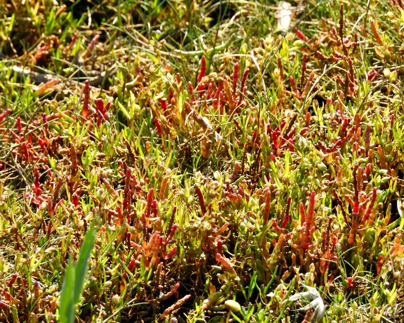 Glasrt Salicoria europaea jpeg