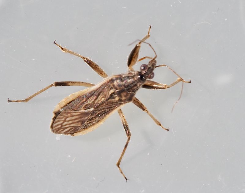 Himacerus major. .jpeg