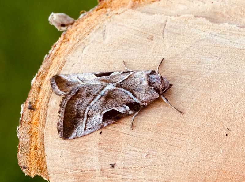 Jungfrufly, Eucarta virgo. jpeg