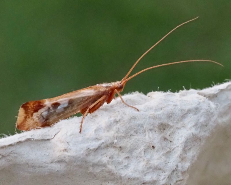 Limnephilus borealis. .jpeg