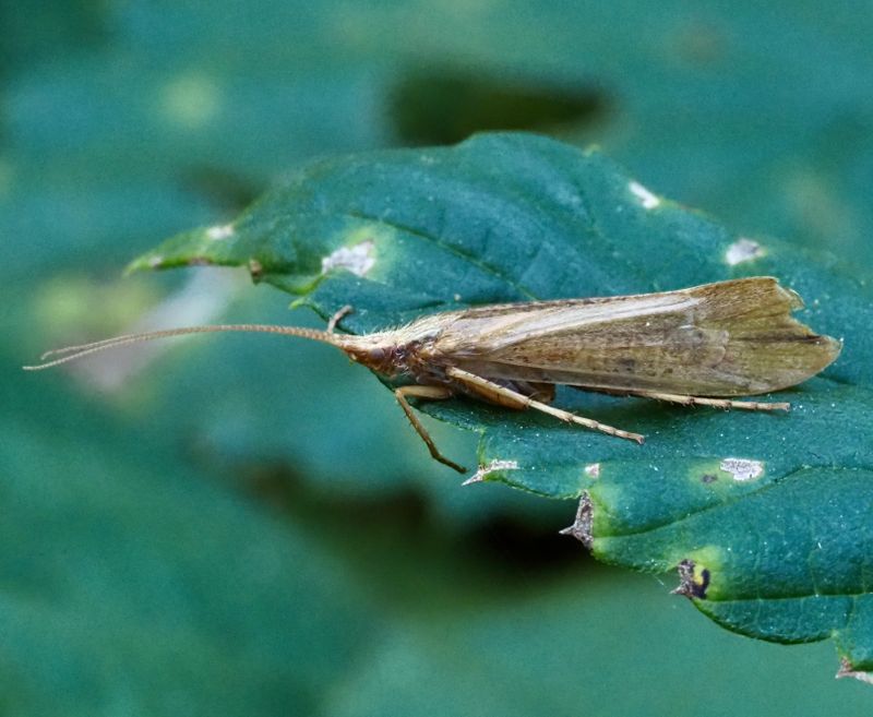 Grammotaulius nigropunctatus. .jpeg