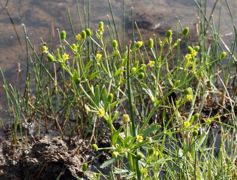 Tiggarranunkel, Ranunculus sceleratus. jpeg