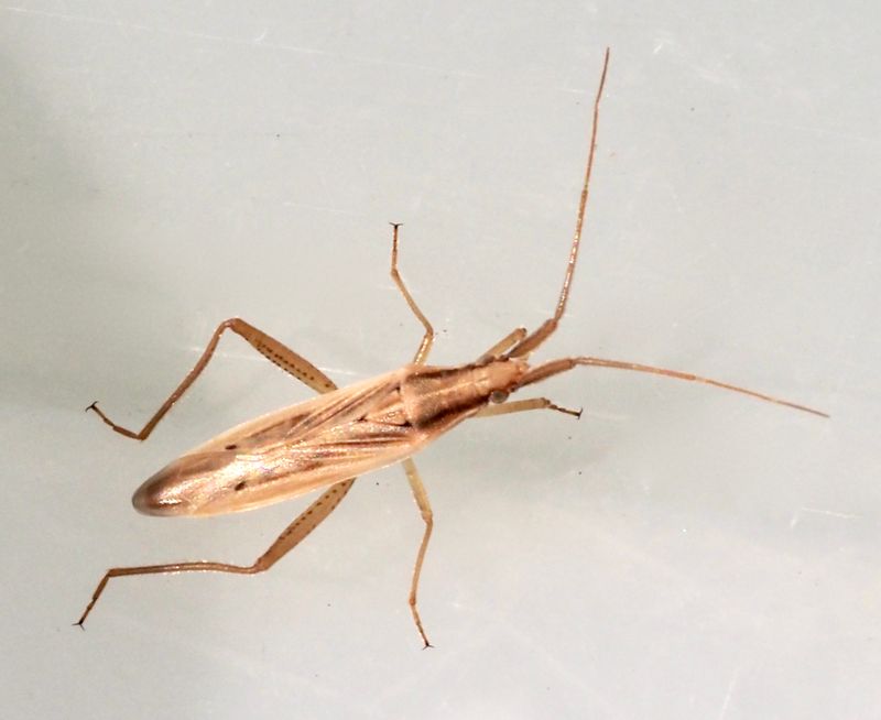 Stenodema calcarata. jpeg