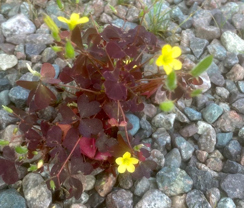 Klöveroxalis, Oxalis fontana. .jpeg