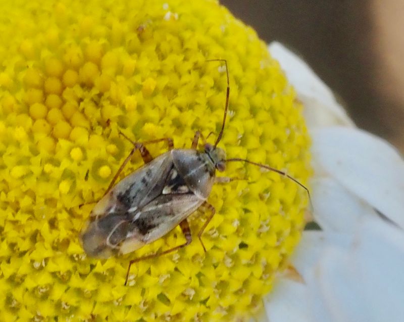 Lygus rugulipennis. jpeg