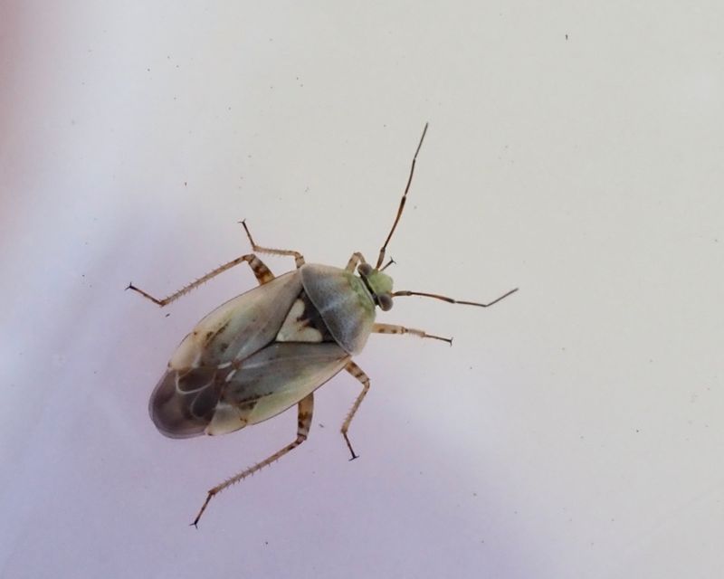Lygus rugulipennis. jpeg