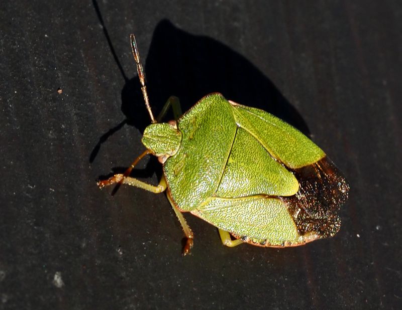 Grön bärfis, Palomina prasina. .jpeg