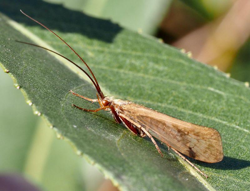 Limnephilus stigma. jpeg