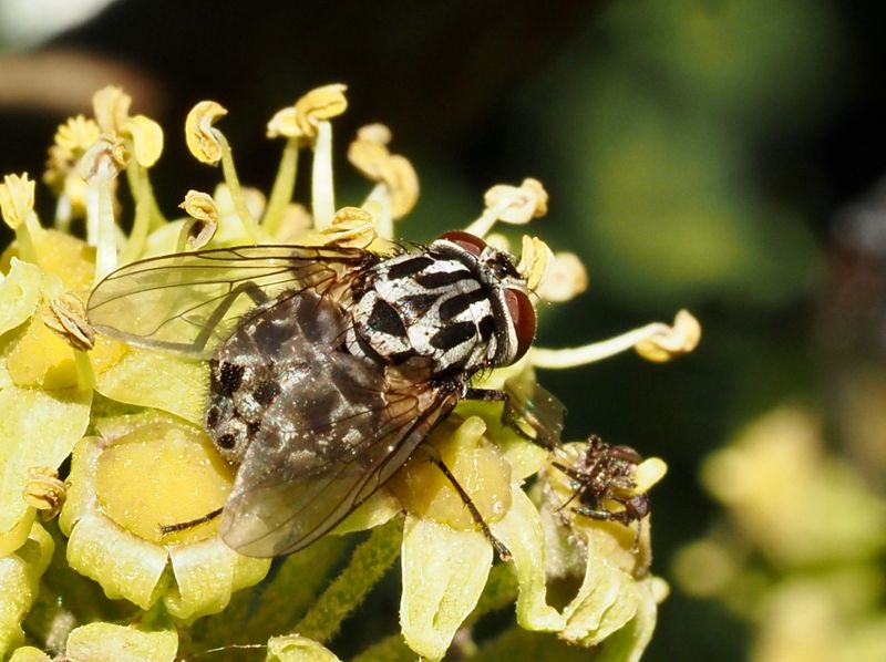 Graphomya maculata hona. jpeg