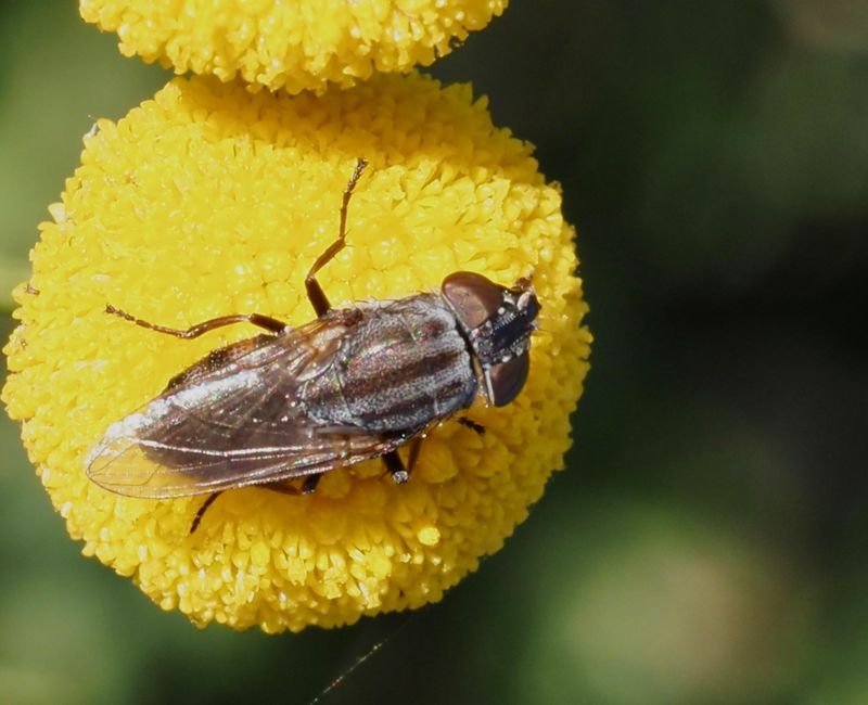 Stomorhina lunata. jpeg
