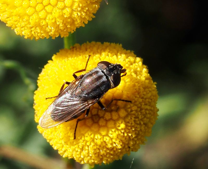 Stomorhina lunata. .jpeg