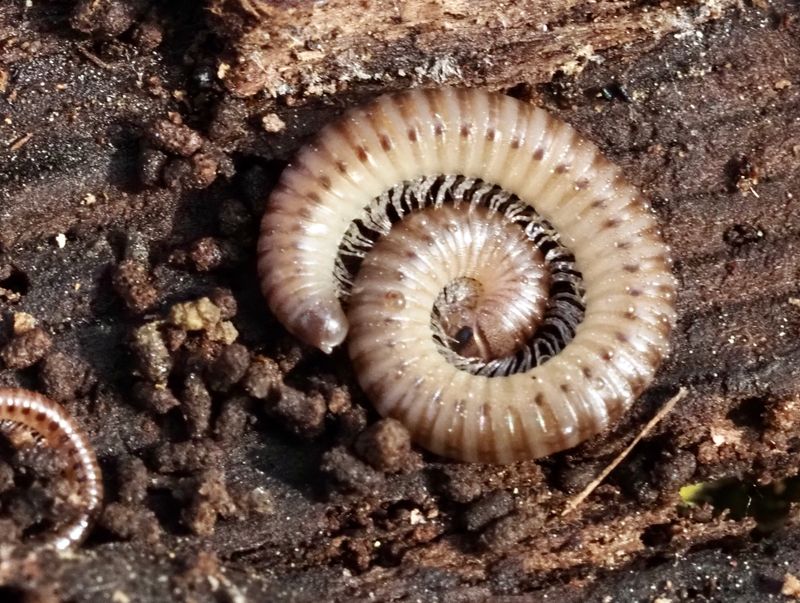 Klubbkejsarfoting, Cylindoiulus punctatus. jpeg