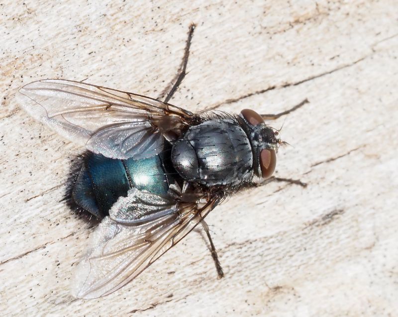 Rdskggig spyfluga, Calliphora vomitoria. .jpeg