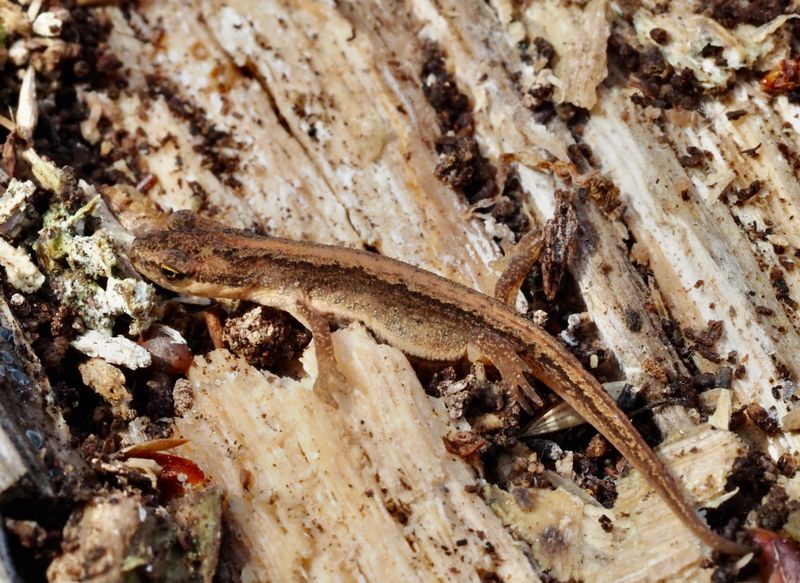 Smooth newt, Vattensalamander juv. jpeg