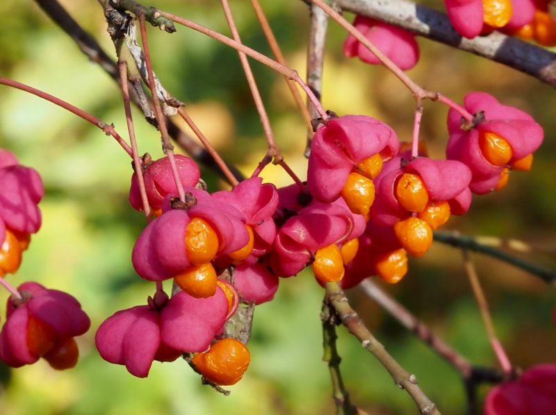 Benved, Euonymus europeus. jpeg