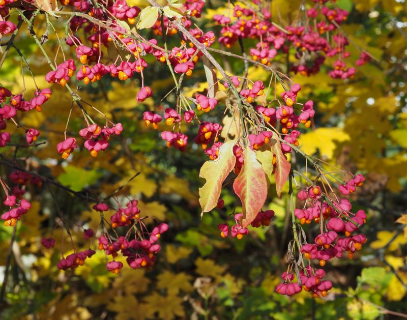 Benved, Euonymus europeus. .jpeg