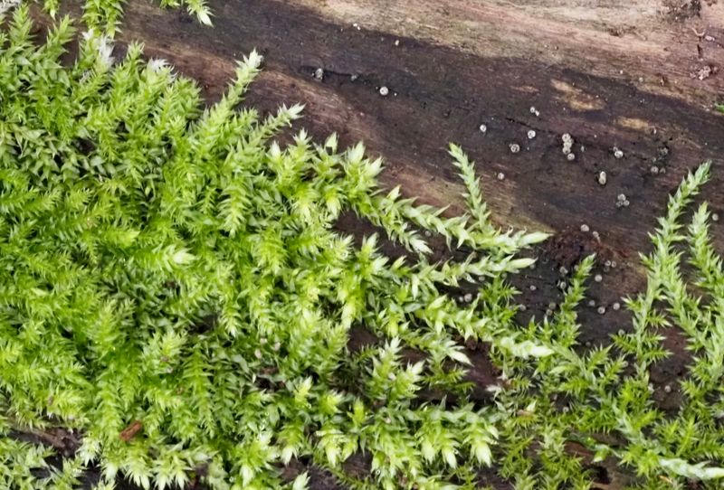 Stor gräsmossa, Brachythesium rutabulum. jpeg