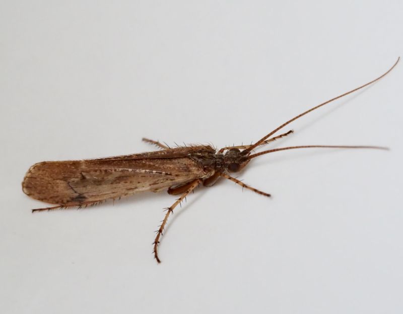 Limnephilus bipunctatus. .jpeg