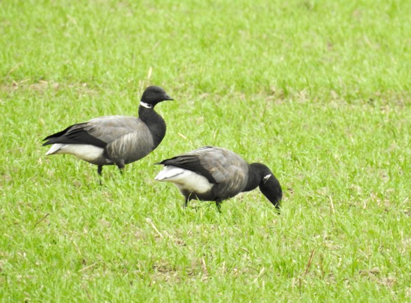 Branta bernicla, Stora Rör Öland. .jpeg