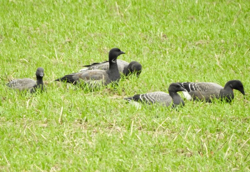 Branta bernicla, Stora Rör Öland. jpeg