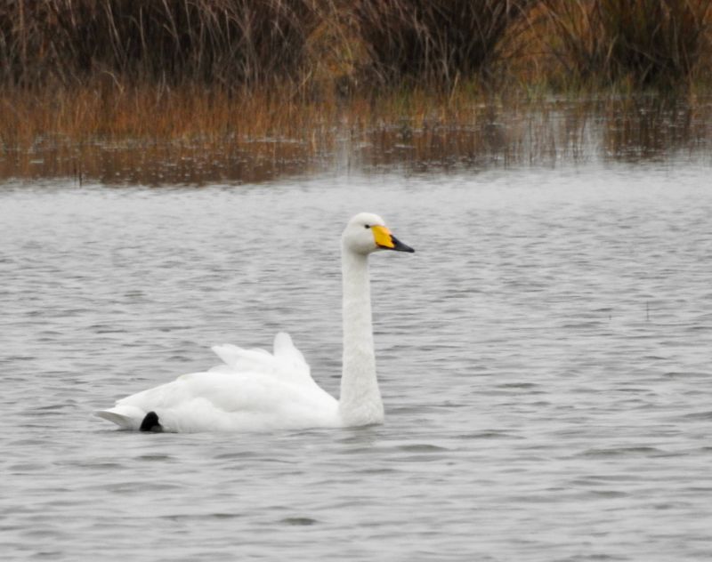 Whooper Swan, Triberga land. .jpeg