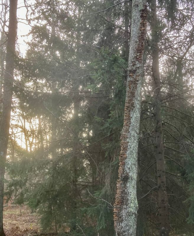 Alticka, Mensularia radiata. jpeg