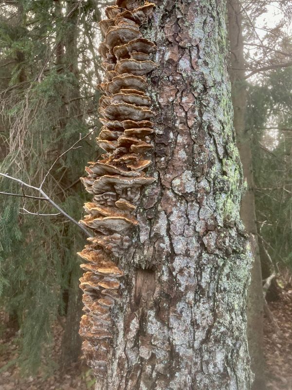 Alticka, Mensularia radiata .jpeg