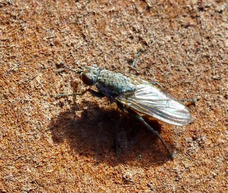 Scathophaga litorea. jpeg