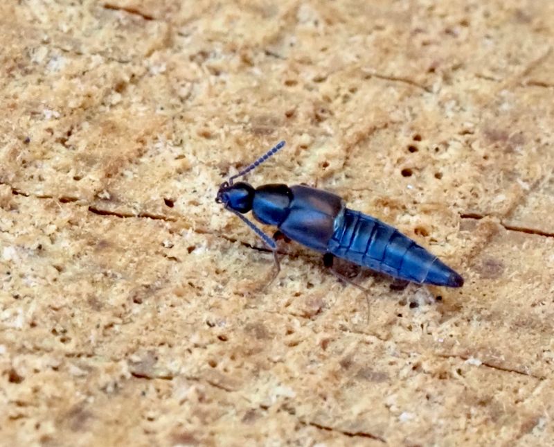 Aleochara sp..jpeg