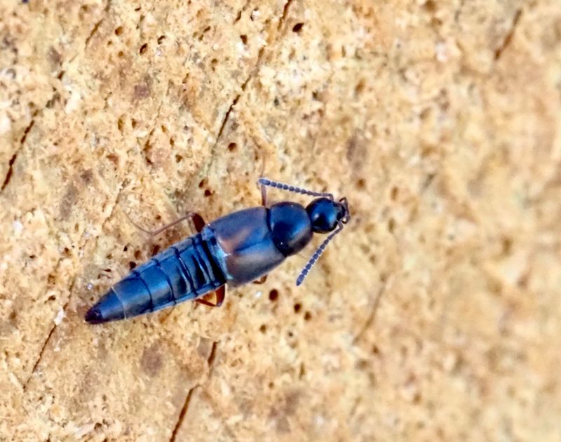 Aleochara sp..jpeg