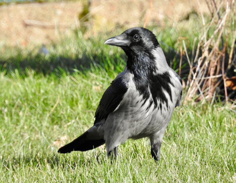 Gråkråka, Hooded Crow, Corvus cornix .jpeg
