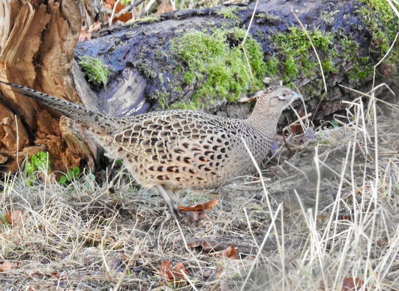 Ring-necked Pheasant, Female .jpeg