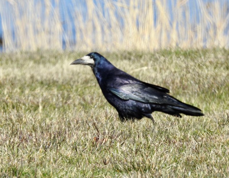 Rook, Råka. .jpeg