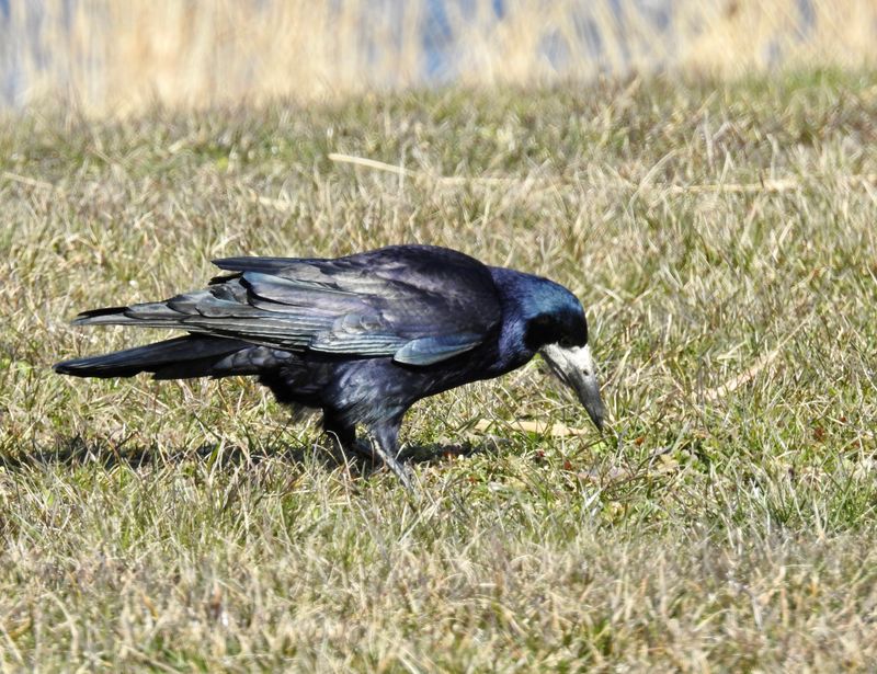 Rook, Råka .jpeg