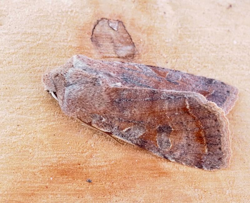 Orthosia incerta .jpeg