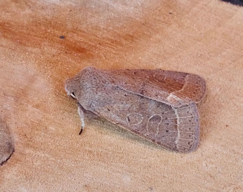 Buskslgfly, Orthosia cerasi jpeg