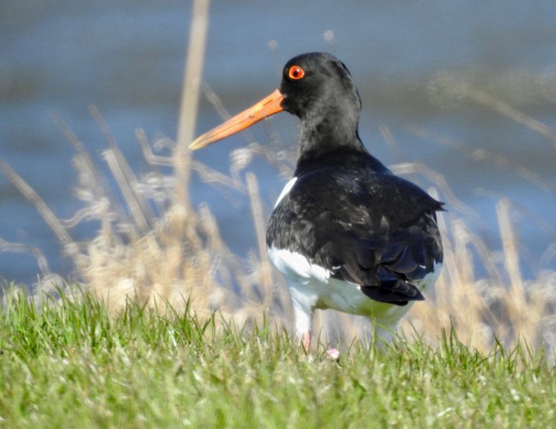 Östercatcher, taken in Mörbylånga .jpeg