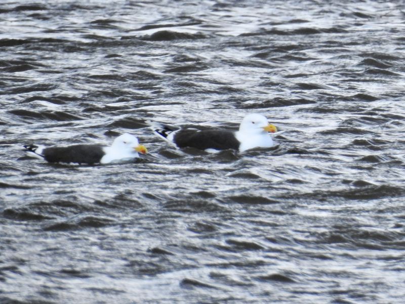 Greater Black-backed Gull, Triberga Öland. DSCN1784.jpeg