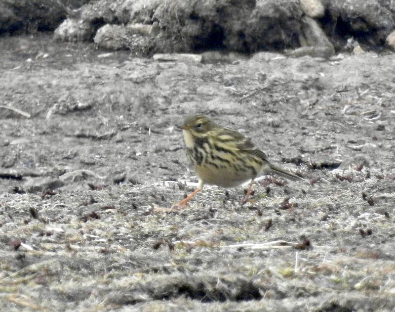 Meadow Pipit, .jpeg