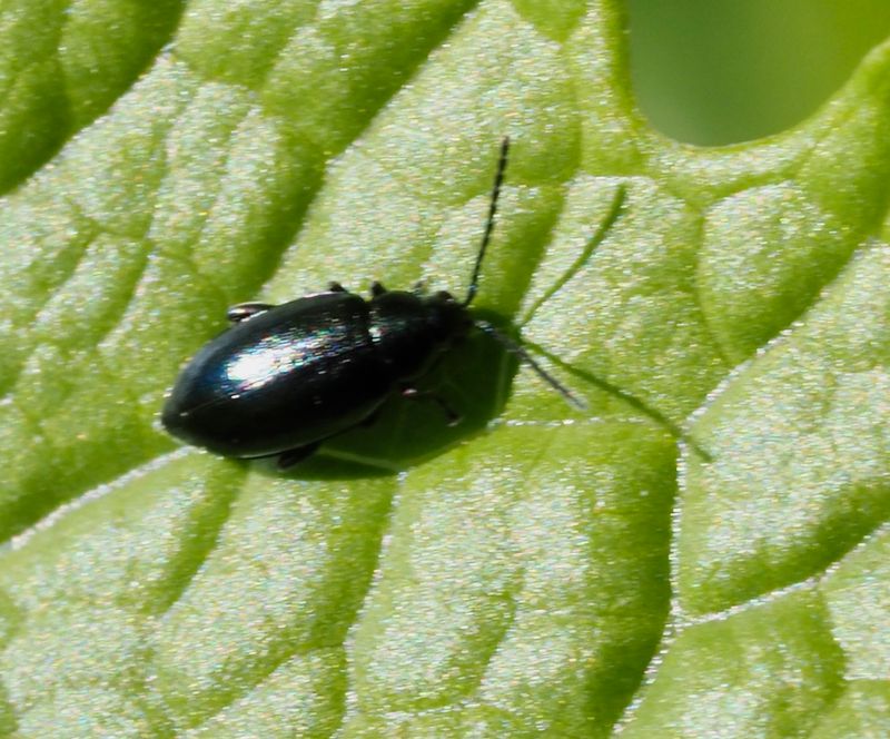 Sidenjordloppa, Phyllotreta nigripes. .jpeg