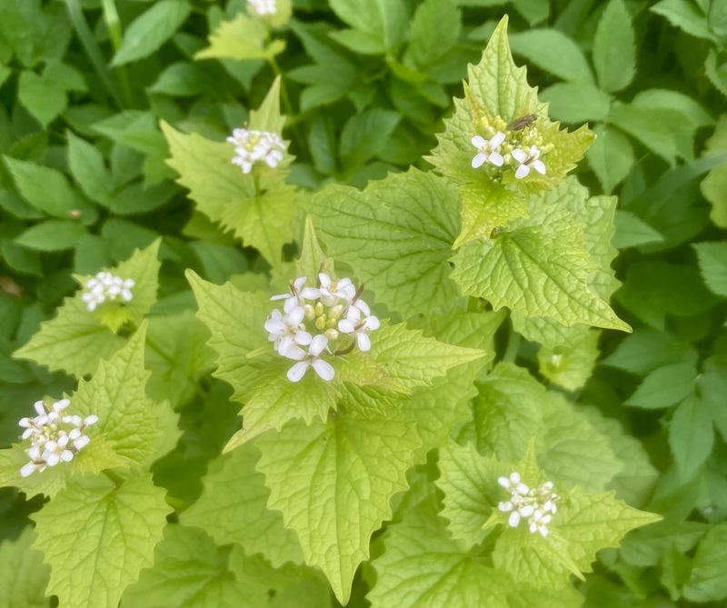 Garlic mustard, Lktrav, Aliaria petiolata. .jpeg