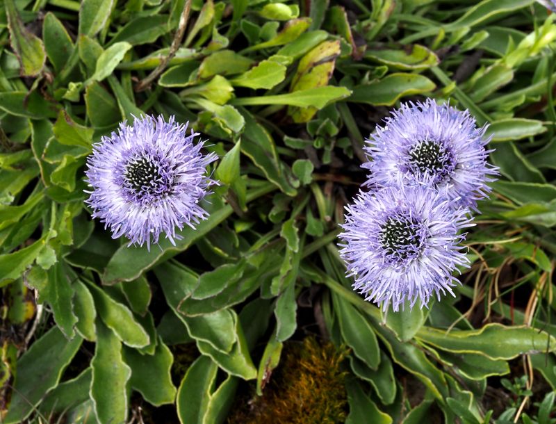 Bergskrabba, Globulariaceae.jpeg