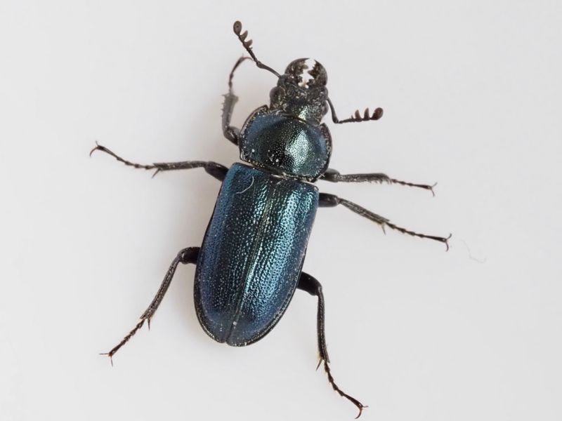 Lundbloxe, .Platycerus caraboides. jpeg