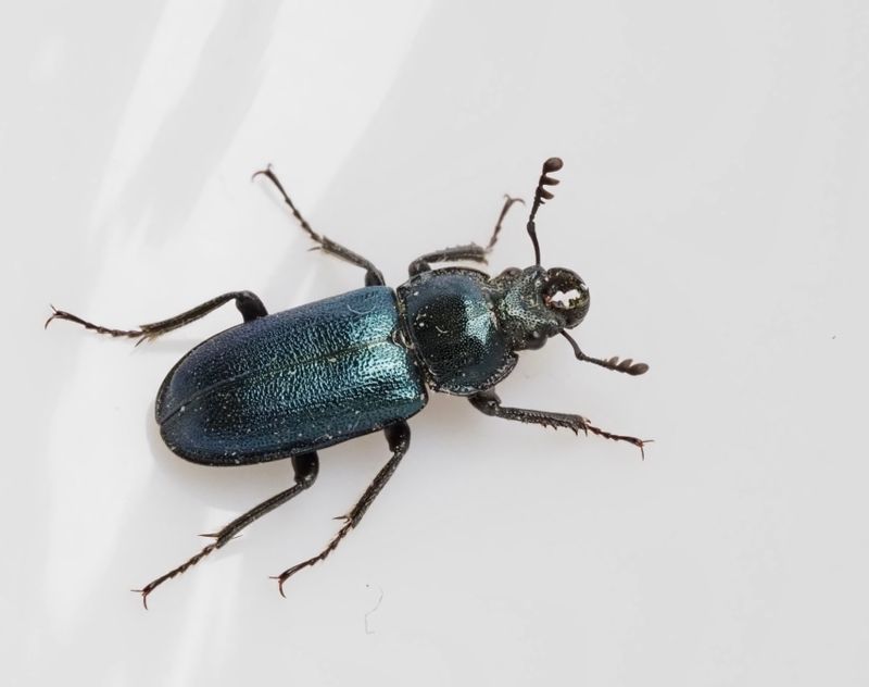 Lundbloxe, Platycerus caraboides. .jpeg